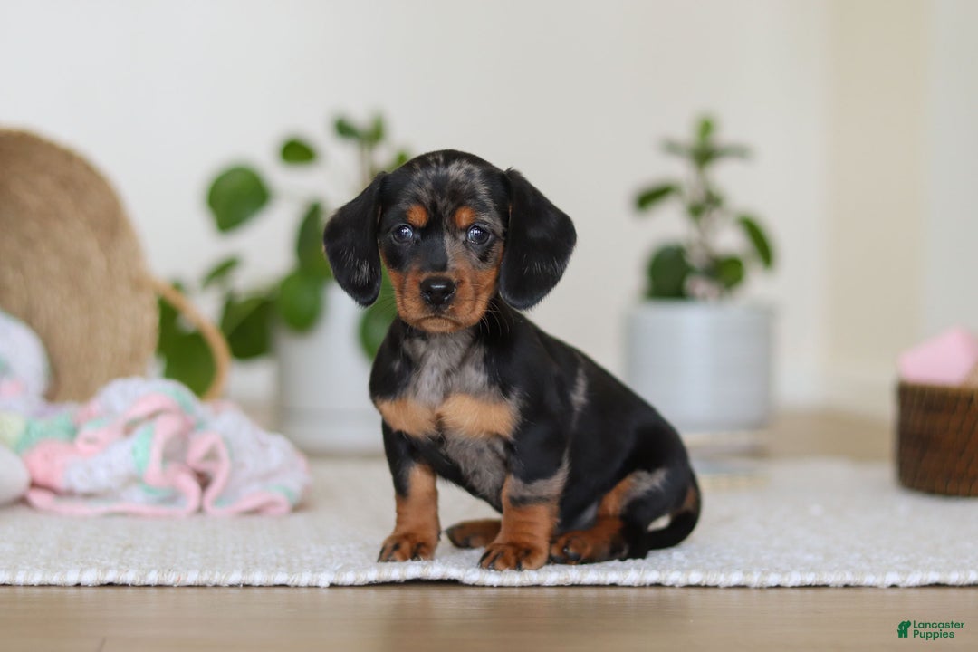Miniature Dachshund dogs for sale: Ivy - Ad 3