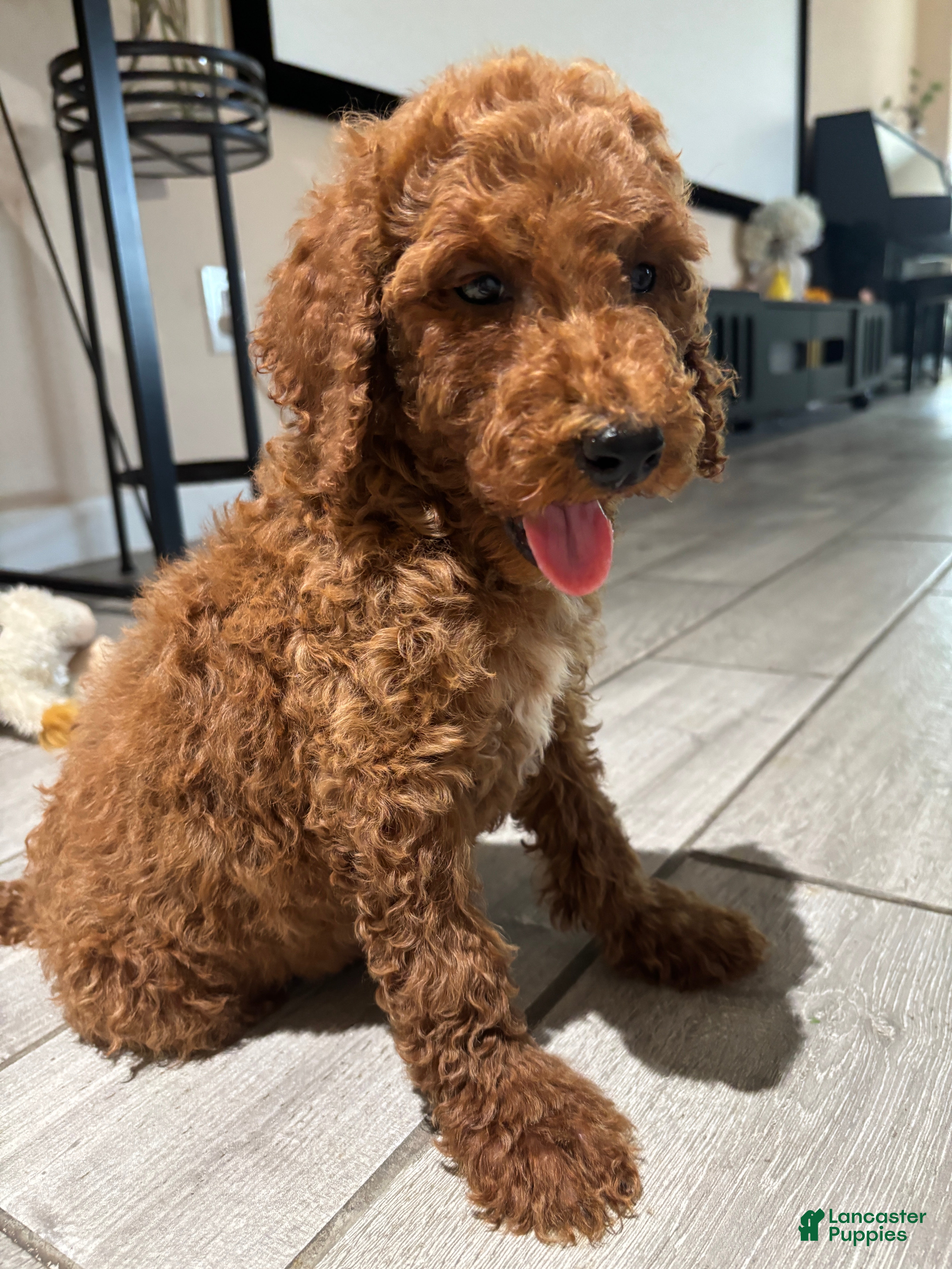 Standard Poodle dogs Duke - Ad 1