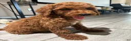 Standard Poodle dogs for sale: Duke - Ad 1