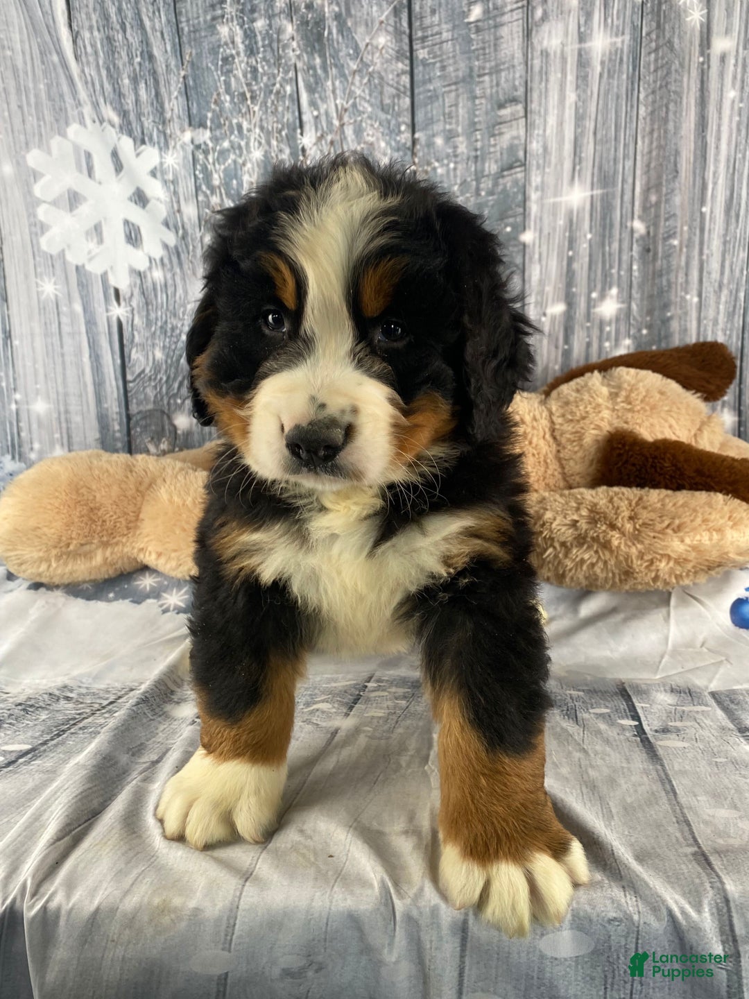 Bernese Mountain Dog dogs for sale: Cash - Ad 3