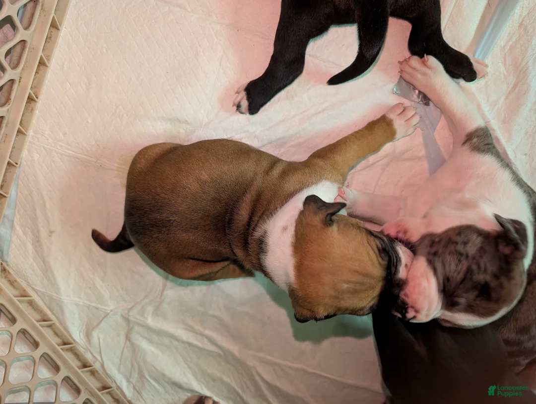 American Pit Bull Terrier dogs for sale: Bambii - Ad 1