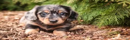 Miniature Dachshund dogs for sale: Pongo - Ad 7