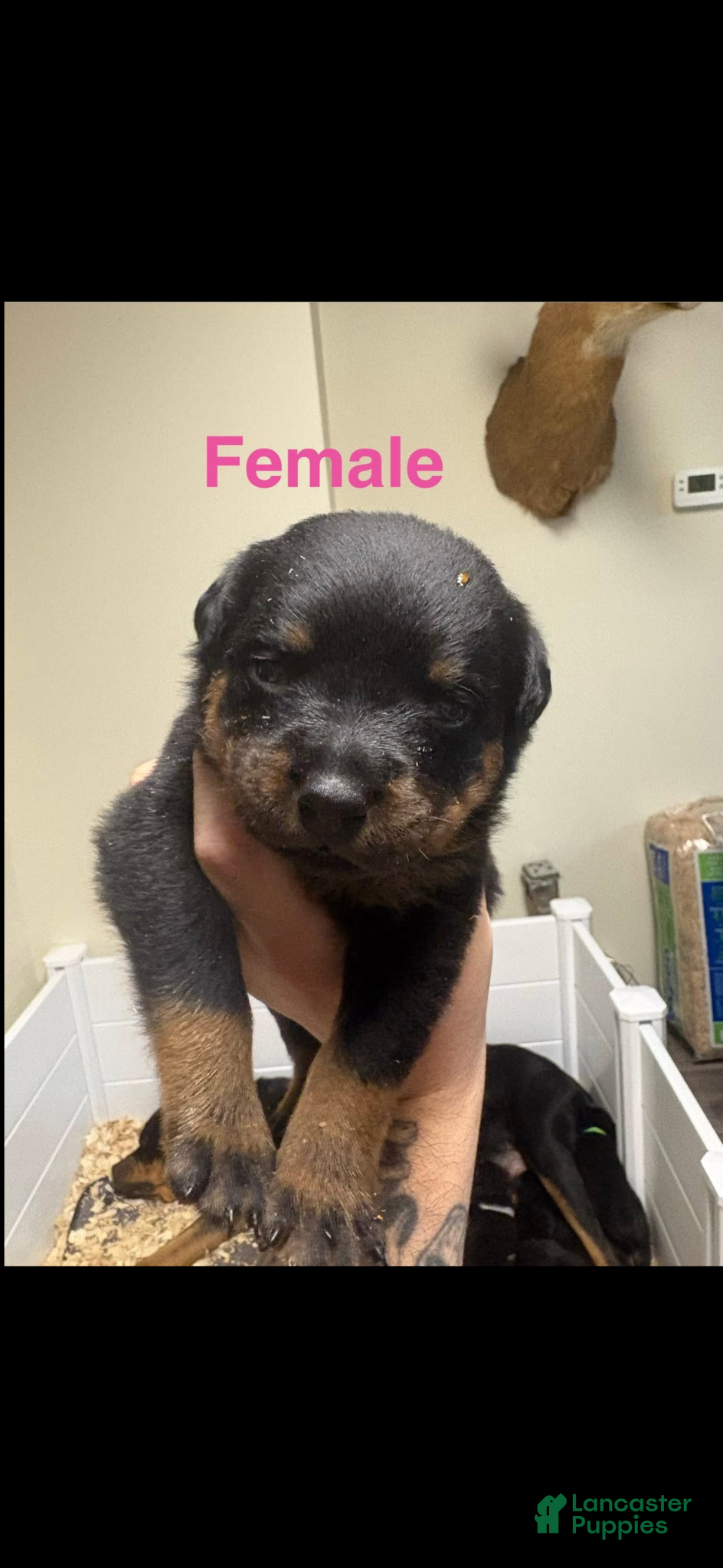 Rottweiler dogs Rottweiler Puppy 4 - Ad 29