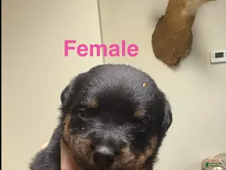 Rottweiler dogs Rottweiler Puppy 4 - Ad 29