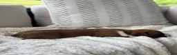 Boxer dogs for sale: Poppy - Ad 6
