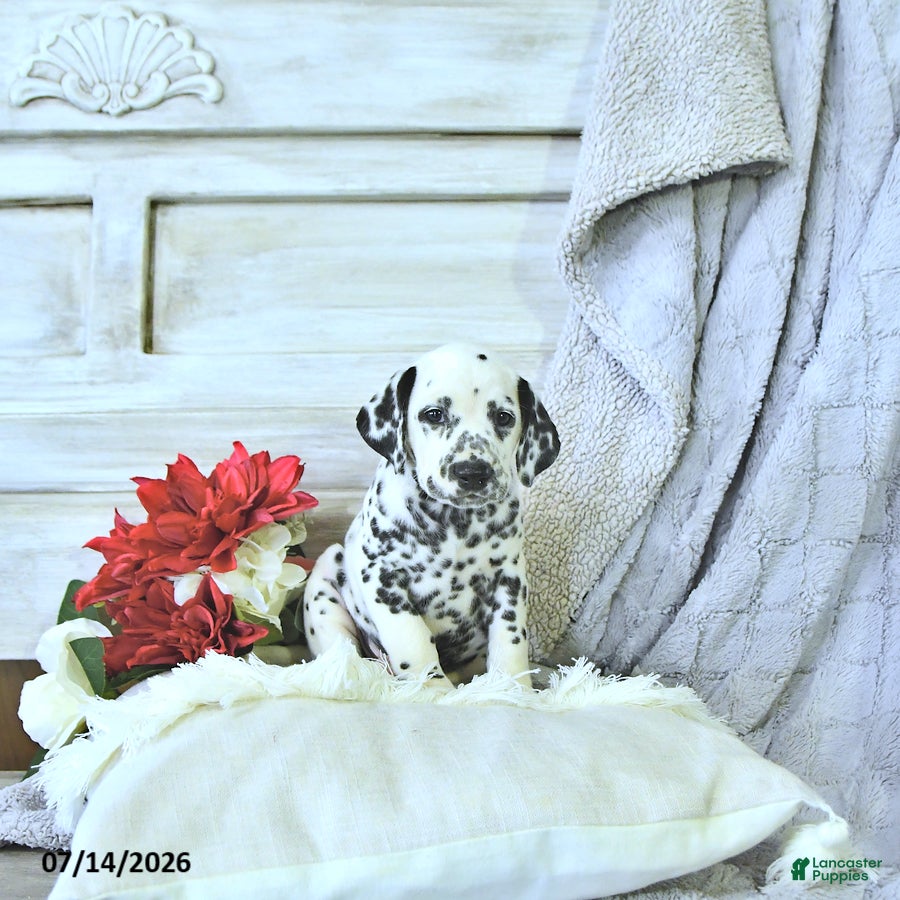 Dalmatian dogs Mimi - Ad 2