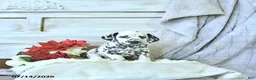 Dalmatian dogs for sale: Mimi - Ad 2