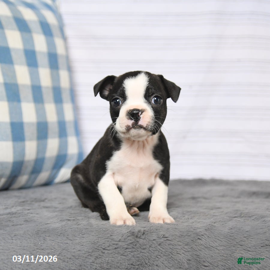 Boston Terrier dogs Roxy - Ad 1