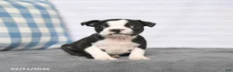 Boston Terrier dogs for sale: Roxy - Ad 1