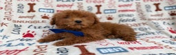 Miniature Poodle dogs for sale: Lego - Ad 6