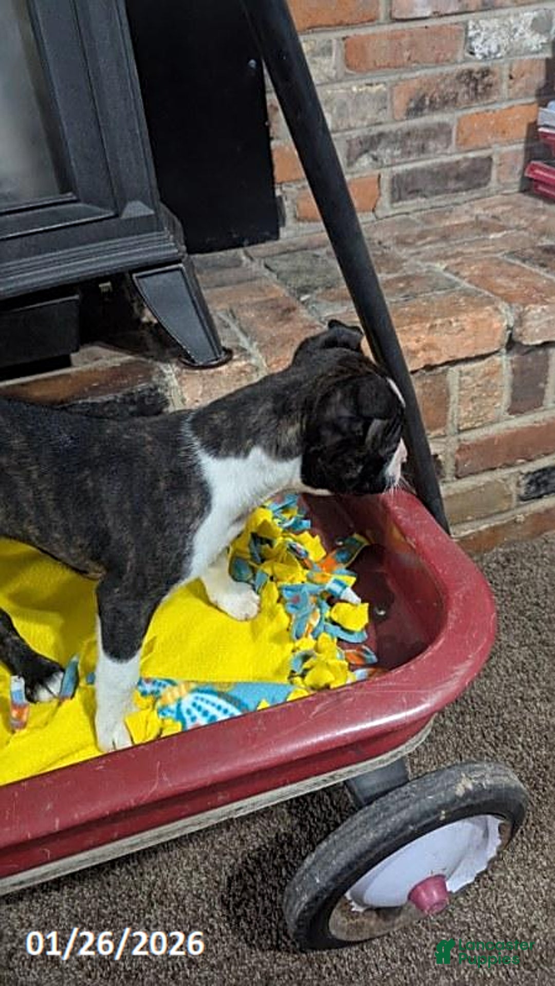 Boston Terrier dogs for sale: Hailey - Ad 3