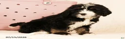 Bernedoodle dogs for sale: Ted - Ad 8
