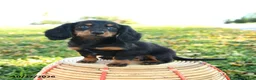 Miniature Dachshund dogs for sale: Pumpkin - Ad 4