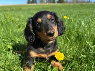 Miniature Dachshund dogs for sale: Carlo - Ad 4