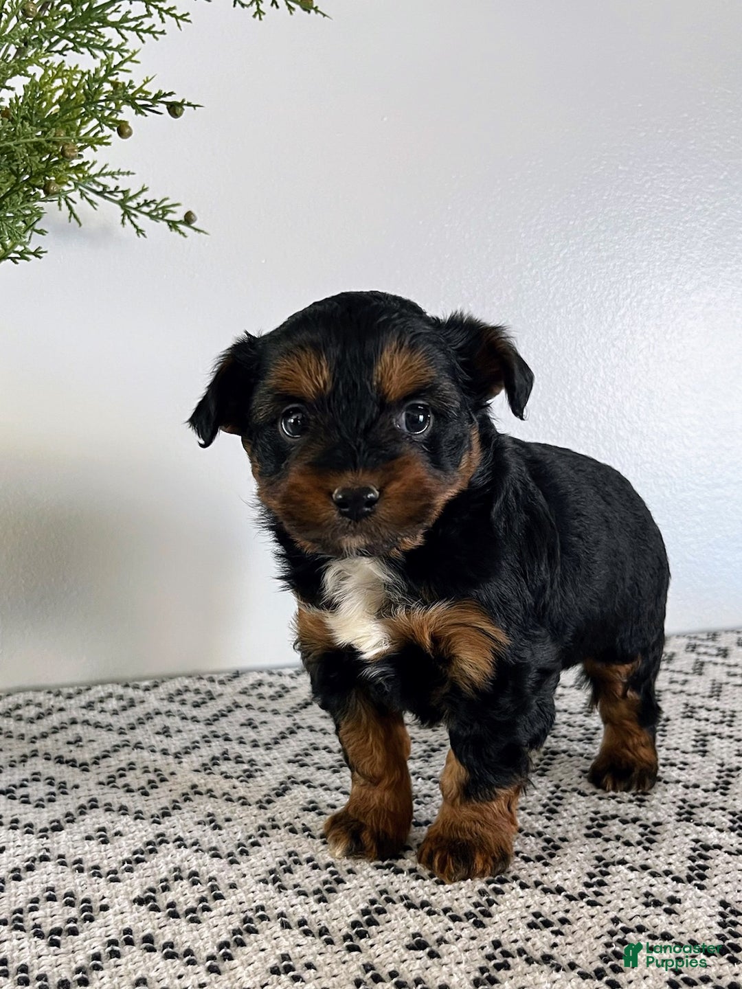 Mini Aussiedoodle dogs for sale: Ozzie - Ad 6
