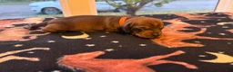 Dachshund dogs for sale: Bella - Ad 4