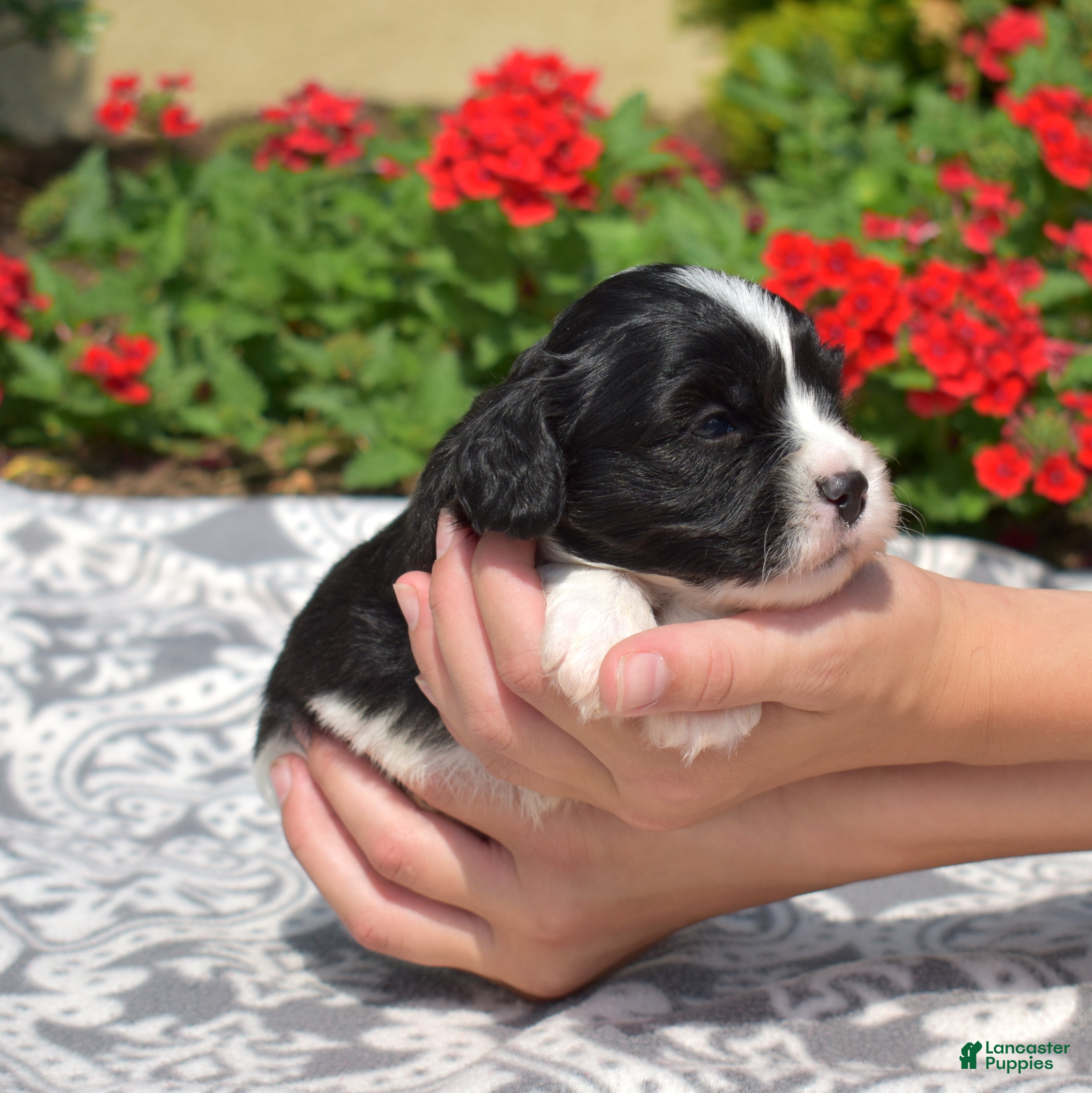 Cavachon dogs Freedom - Ad 2