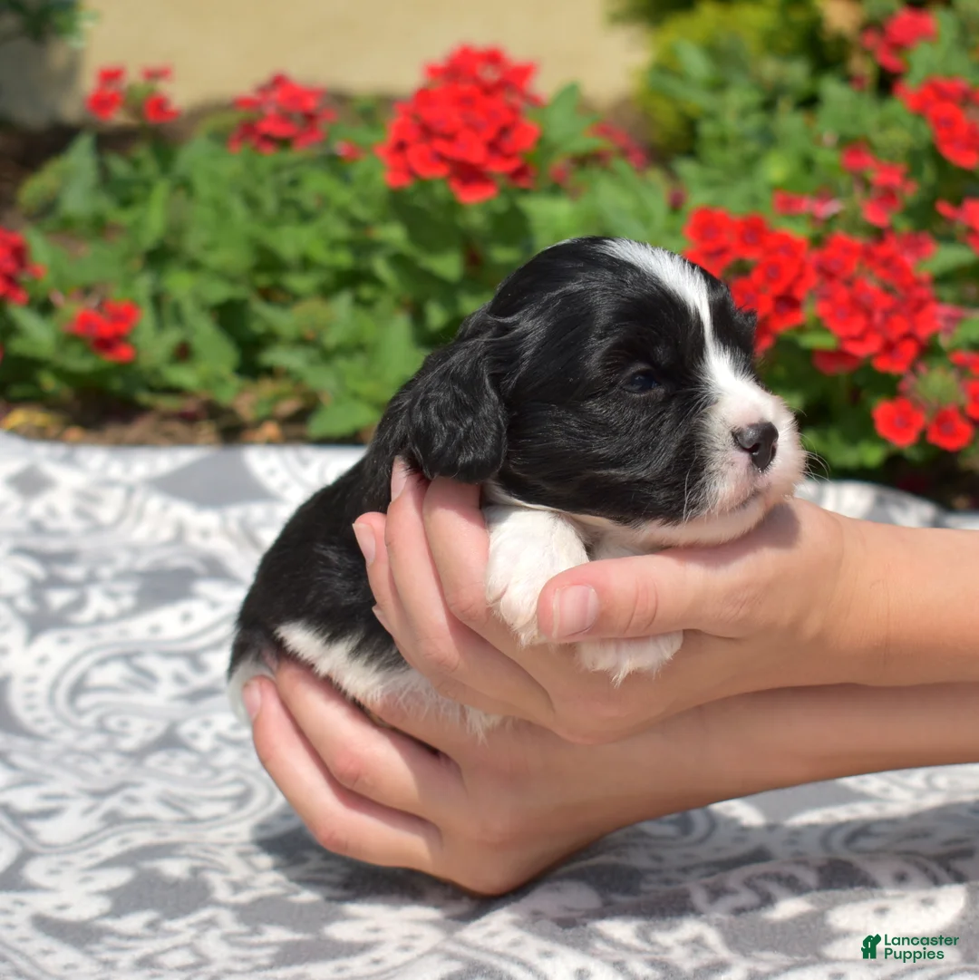 Cavachon dogs for sale: Freedom - Ad 2
