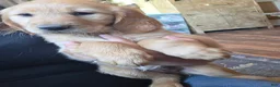Golden Retriever dogs for sale: Hazel - Ad 2