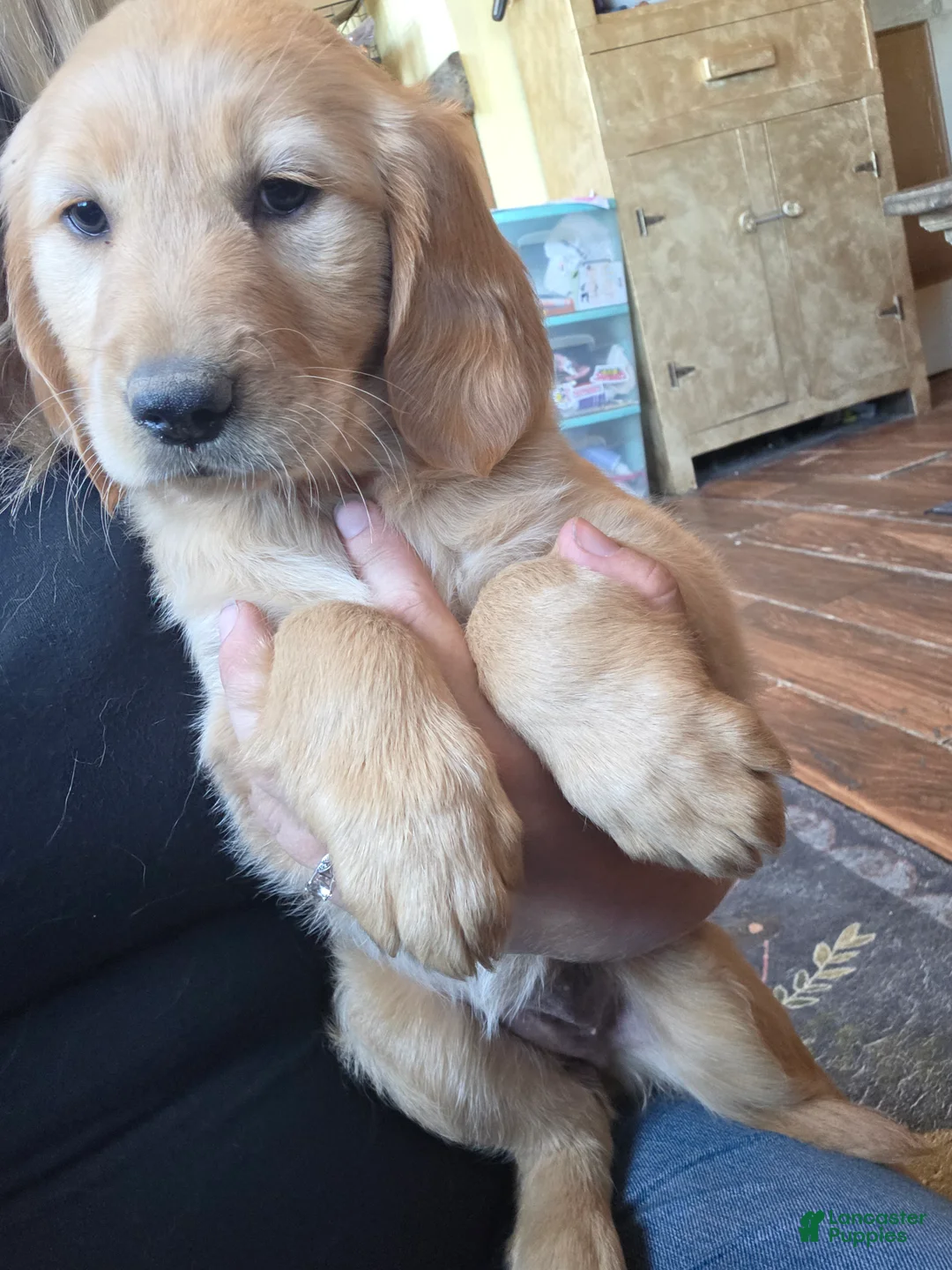 Golden Retriever dogs for sale: Hazel - Ad 2