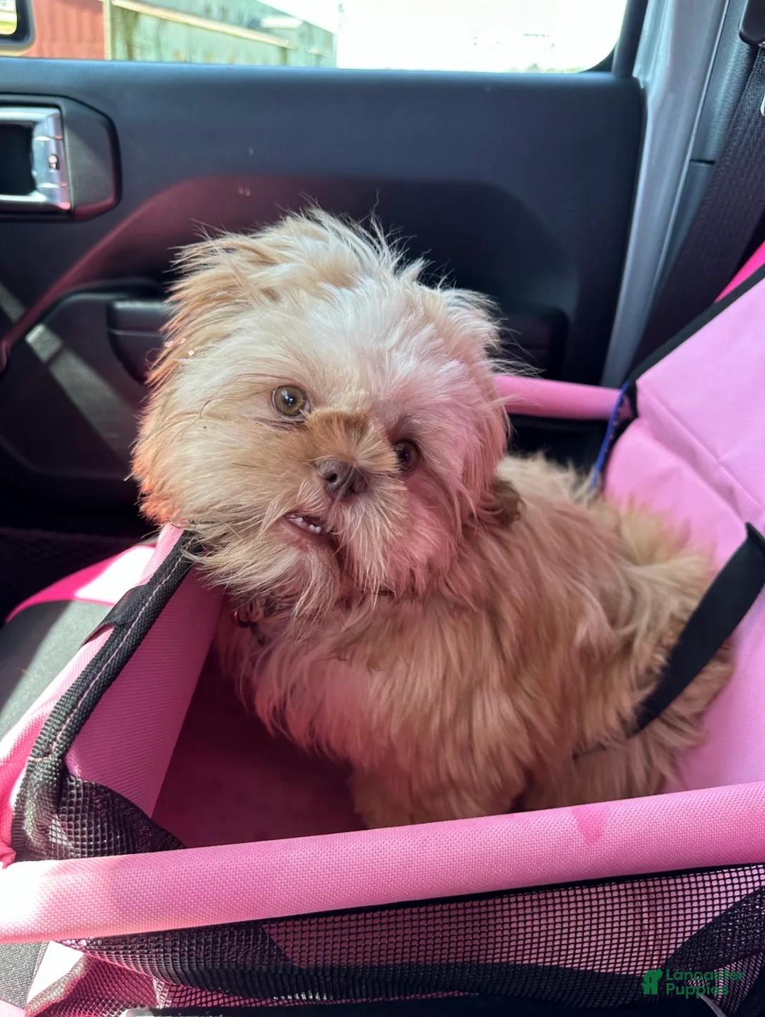 Shih Tzu dogs for sale: Princess - Ad 3