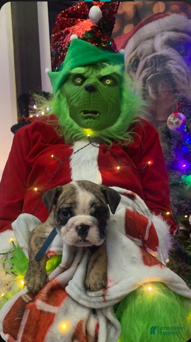 English Bulldog dogs Kit Kat  - Ad 37