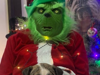 English Bulldog dogs Kit Kat - Ad 37