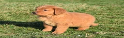 Golden Retriever dogs for sale: Pansy   Genetic/OFA - Ad 9