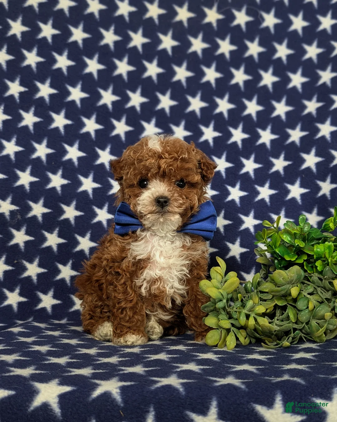 Toy Poodle dogs for sale: Easton - Ad 3