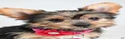 Yorkshire Terrier dogs for sale: Peggy - Ad 6