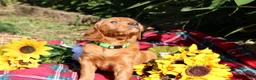 Mixed Breed dogs for sale: Lily - Irish Goldendoodle - Ad 7