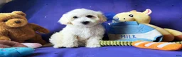 Maltipoo dogs for sale: Bubbles - Ad 3