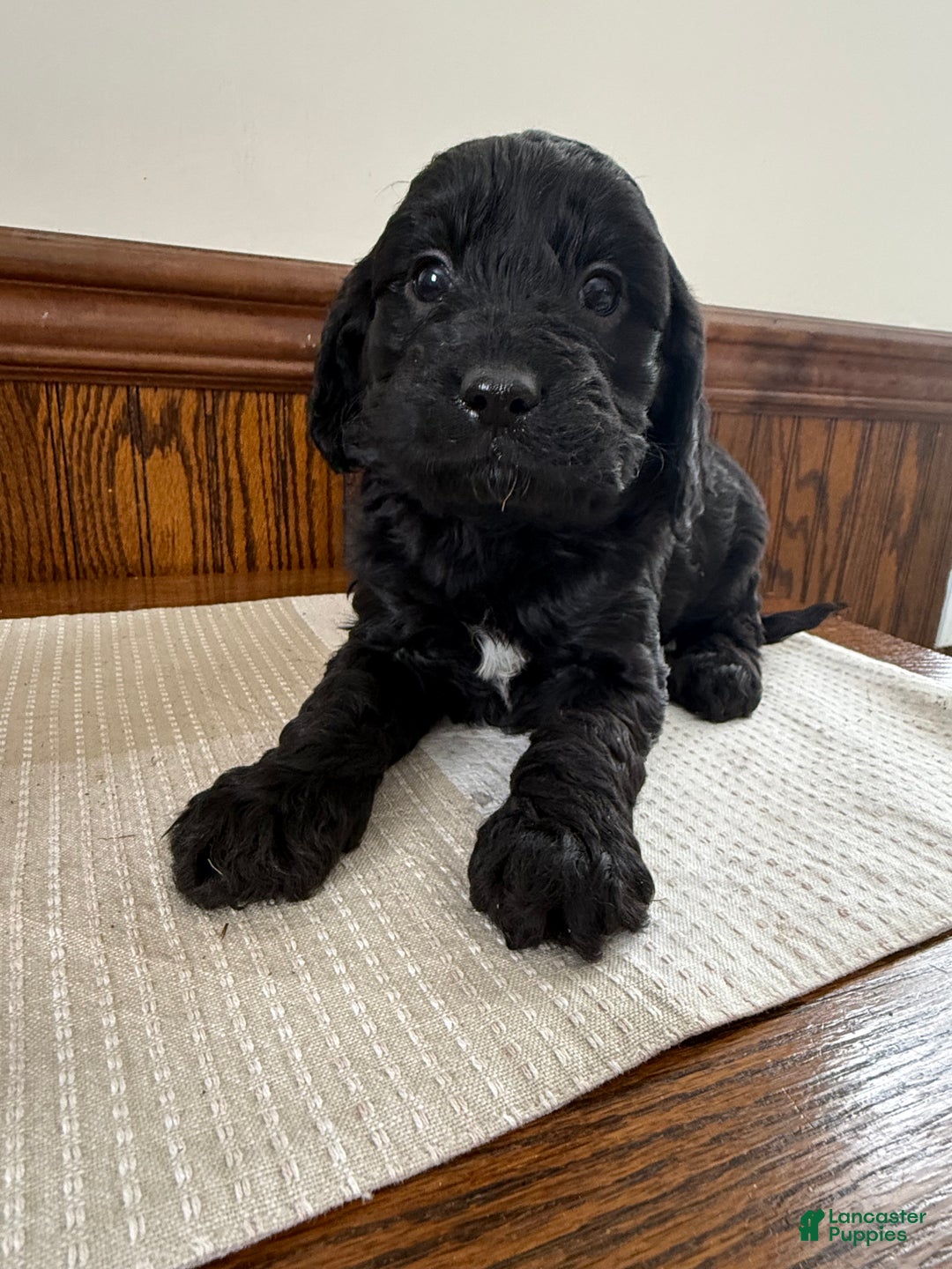 Cavapoo dogs for sale: Cavapoo Puppy 2 - Ad 1