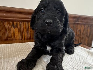 Cavapoo dogs Cavapoo Puppy 2 - Ad 25