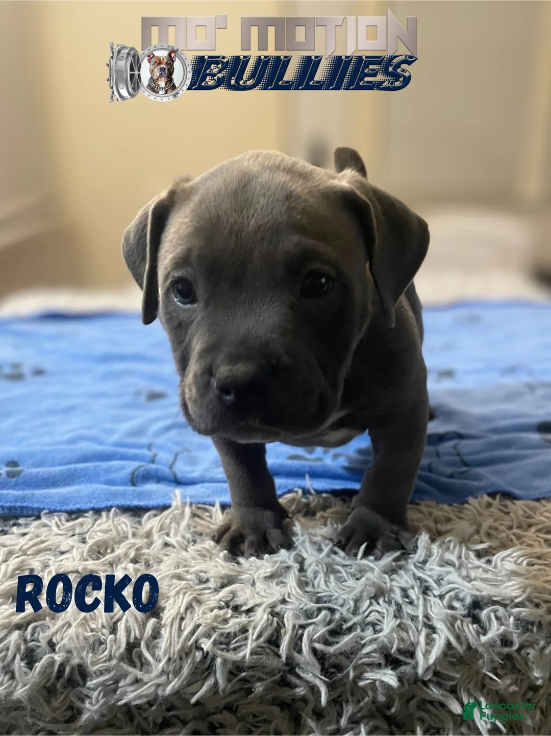 American Bully dogs for sale: Rocko - Ad 22