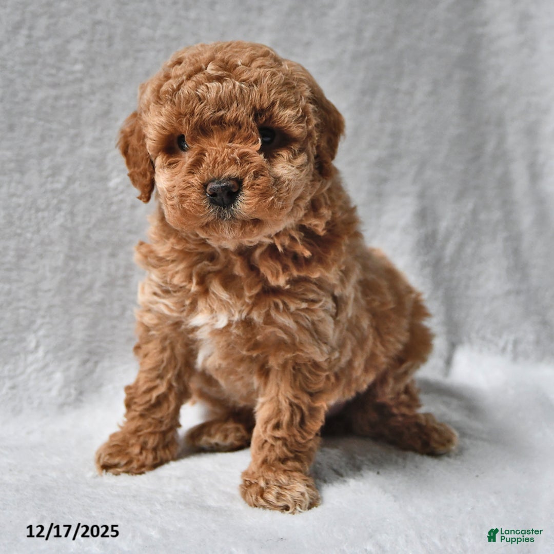 Mixed Breed dogs for sale: John Roy - Ad 2