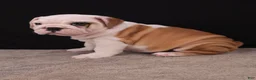 English Bulldog dogs for sale: Sally  - Ad 15