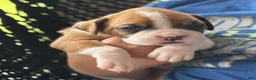 Boxer dogs for sale: Stella - Ad 6