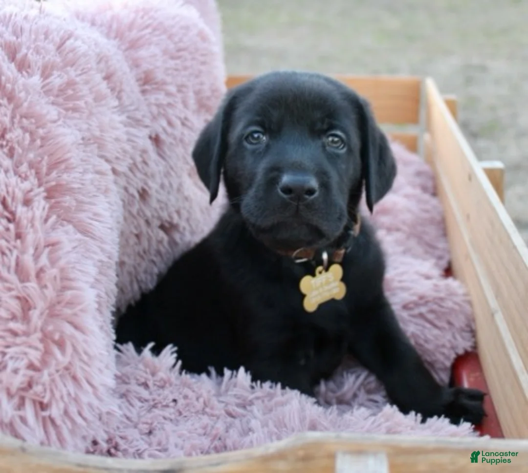 Labrador Retriever dogs for sale: Brown Collar - Ad 3