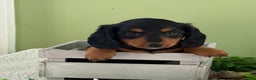 Miniature Dachshund dogs for sale: Jazzy - Ad 2