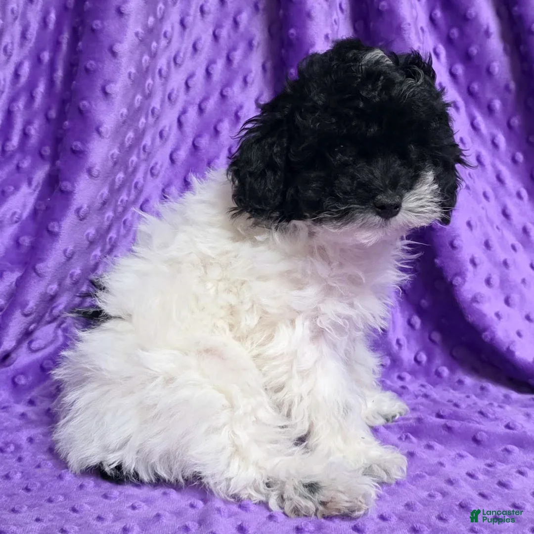 Standard Poodle dogs for sale: Ella - Ad 3