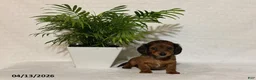 Miniature Dachshund dogs for sale: Lilac - Ad 1