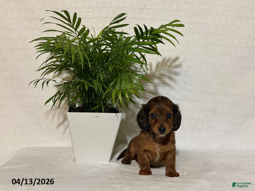 Miniature Dachshund dogs for sale: Lilac - Ad 1