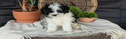 Cockapoo dogs for sale: Heath - Ad 18