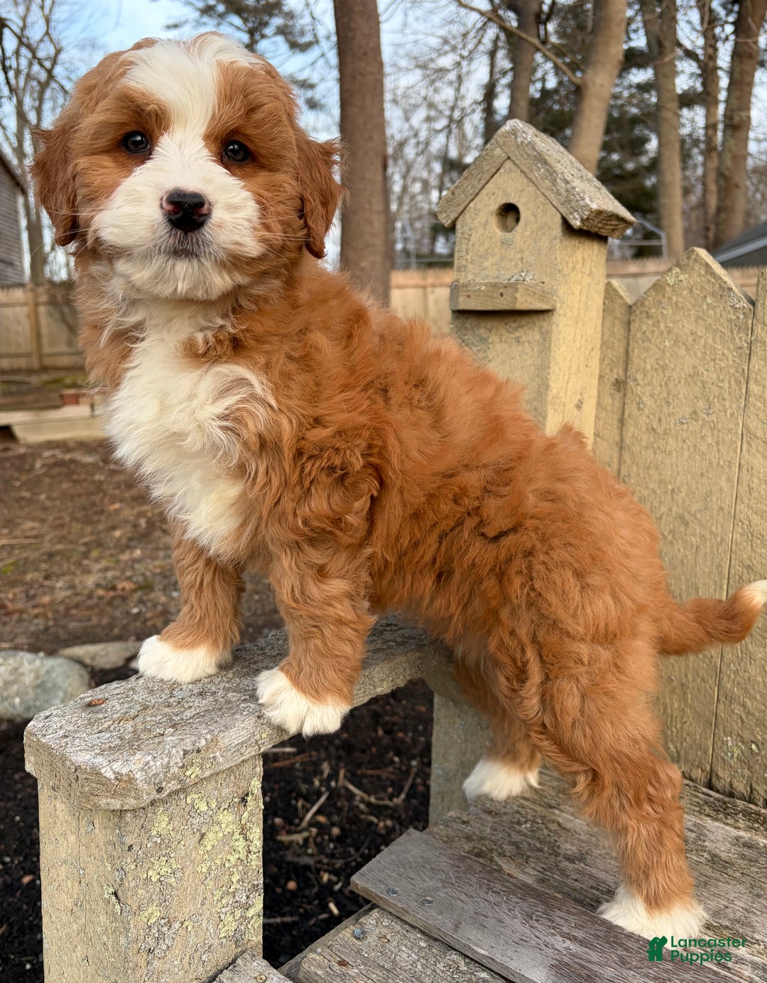 Mini Bernedoodle dogs for sale: 💛 IN BOSTON MASSACHUSETTS AREA 💛 RED AND WHITE ABSTRACT GIRL 💛 MINI BERNEDOODLE 💛 - Ad 3