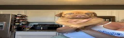 Dogue De Bordeaux dogs for sale: Dogue De Bordeaux Puppy 5 - Ad 29