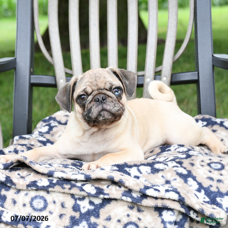 Pug dogs Sebastian - Ad 2