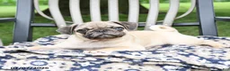 Pug dogs for sale: Sebastian - Ad 2