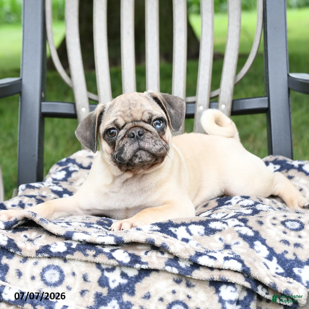Pug dogs for sale: Sebastian - Ad 2