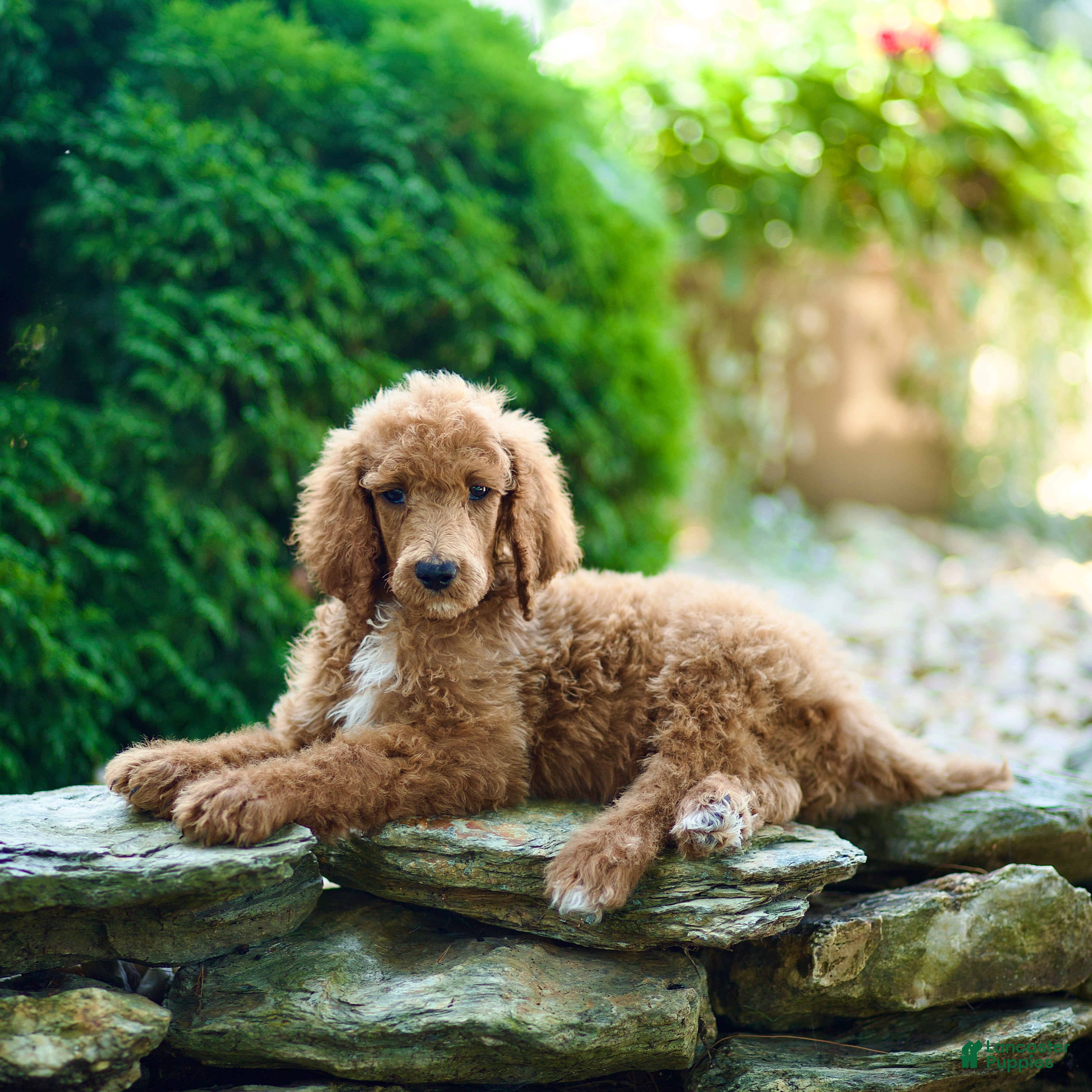 Standard Poodle dogs Merv - Ad 2